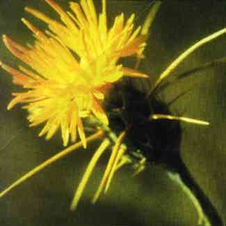 Centaurea solstitialis, photo