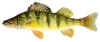 Yellow Perch - Piscivorous