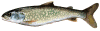 Lake Trout - Piscivorous