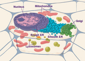 A typical animal cell, sliced open to reveal cross-sections of organelles.