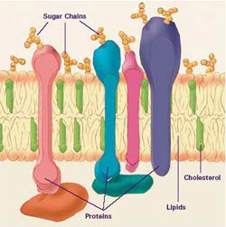 The membrane that surrounds a cell is made up of proteins and lipids. Depending on the membrane’s location and role in the body, lipids can make up anywhere from 20 to 80 percent of the membrane, with the remainder being proteins. Cholesterol, which is not found in plant cells, is a type of lipid that helps stiffen the membrane.