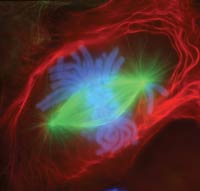 This fireworks explosion of color is a dividing newt lung cell seen under a light microscope and colored using fluorescent dyes: chromosomes in blue, intermediate filaments in red, and spindle fibers (bundled microtubules assembled for cell division) in green.