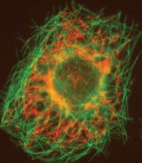 In this fruit fly cell, mitochondria (in red) form a web throughout the cell. Microtubules are labeled in green.