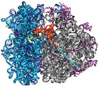 In a dramatic technical feat, scientists obtained the first structural snapshot of an entire ribosome in 1999. This more recent image captures a bacterial ribosome in the act of making a protein (the long, straight spiral in the lightest shade of blue). It also shows that–unlike typical cellular machines, which are clusters of proteins (shown here as purple ribbons)–ribosomes are composed mostly of RNA (the large, light blue and grey loopy ladders). Detailed studies of ribosomal structures could lead to improved antibiotic medicines.