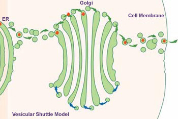 In living cells, material moves both forward (green arrows) and backward (blue arrows) from each tip of the Golgi. For simplicity, we have illustrated forward movement only on the top and backward movement only on the bottom of the Golgi cartoon.