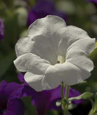 Scientists first discovered RNA interference while puzzling over an unexpected color in petunia petals. Now they know that this process, which may eventually be used to help treat certain diseases, occurs in almost all living organisms