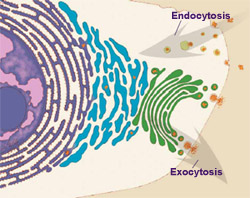 Illustration of Endocytosis and Exocytosis