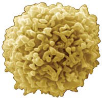 White blood cells protect us from viruses, bacteria, and other invaders.