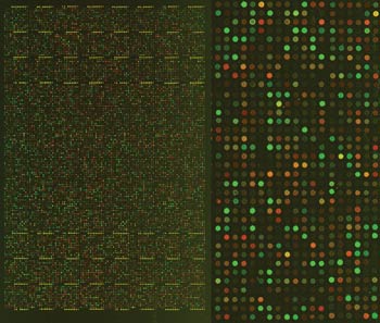 Gene chips let scientists visualize the activity of thousands of molecules.