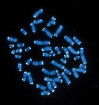 The 46 human chromosomes are shown in blue, with the telomeres appearing as white pinpoints. And, no you’re not seeing double—the DNA has already been copied, so each chromosome is actually made up of two identical lengths of DNA, each with its own two telomeres.