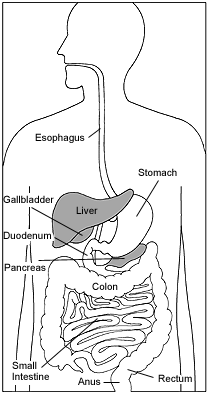 Illustration of the digestive system with the liver and pancreas highlighted.
