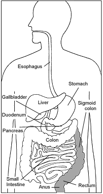 Illustration of the digestive system with the rectum and sigmoid colon highlighted.