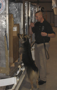 Photo of dog handler and explosives detection canine searching through an air cargo container