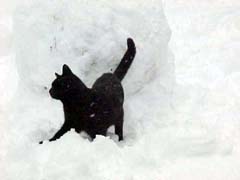 Black cat in snow