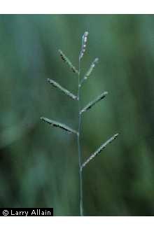 Photo of Paspalum denticulatum Trin.