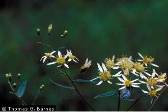 Photo of Symphyotrichum lanceolatum (Willd.) G.L. Nesom ssp. lanceolatum var. lanceolatum