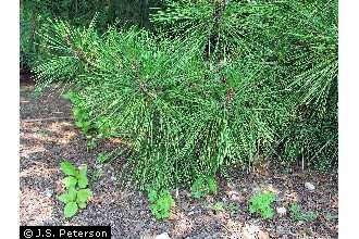 Photo of Pinus thunbergii Parl.