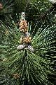 View a larger version of this image and Profile page for Pinus thunbergii Parl.