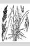 View a larger version of this image and Profile page for Poa secunda J. Presl