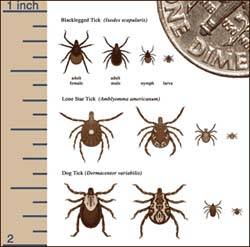 Illustration: Tick types and sizes.