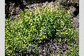 View a larger version of this image and Profile page for Ribes aureum Pursh var. aureum