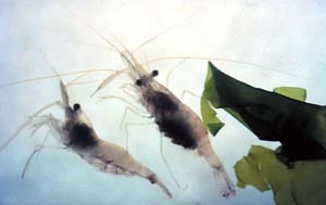 NOAA image of male and female grass shrimp.
