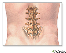 Illustration of the lumbar vertebrae