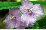 View a larger version of this image and Profile page for Tradescantia virginiana L.