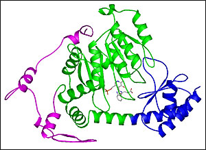 Ribbon Diagram