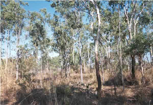 Darwin site looking north