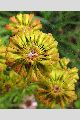 View a larger version of this image and Profile page for Eriogonum umbellatum Torr.