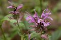 View a larger version of this image and Profile page for Monarda fistulosa L.