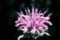 View a larger version of this image and Profile page for Monarda fistulosa L.