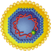 Schematic of hepatitis B virus
