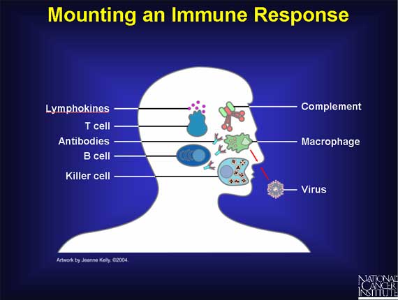 Mounting an Immune Response