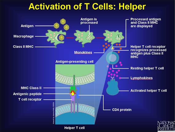Activation of T Cells: Helper