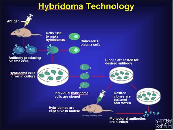 The Immune System - Hybridoma Technology