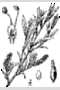 View a larger version of this image and Profile page for Salix exigua Nutt.