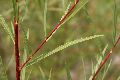 View a larger version of this image and Profile page for Salix exigua Nutt.
