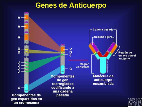 Genes de Anticuerpo