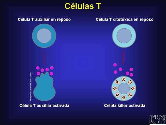 Células T