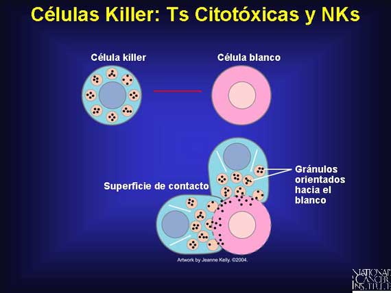 Células Killer: Ts Citotóxicas y NKs
