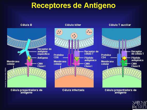 Receptores de Antígeno