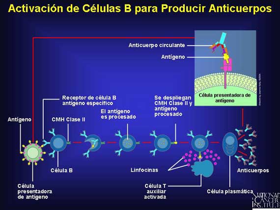 Activación de Células B para Producir Anticuerpos