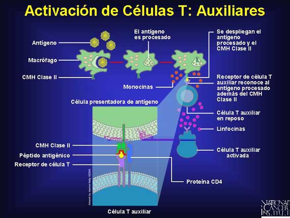 Activación de Células T: Auxiliares