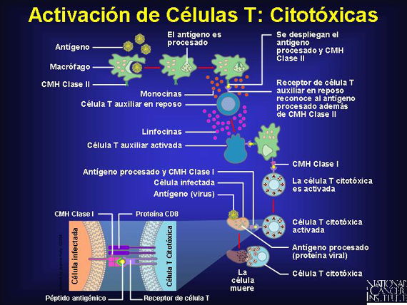 Activación de Células T: Citotóxicas