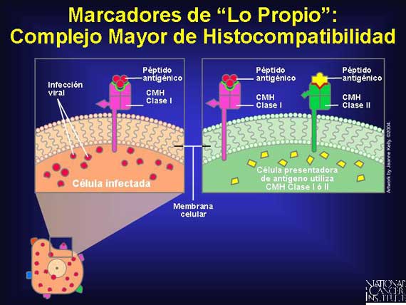 Marcadores de 'Lo Propio': Complejo Mayor de Histocompatibilidad