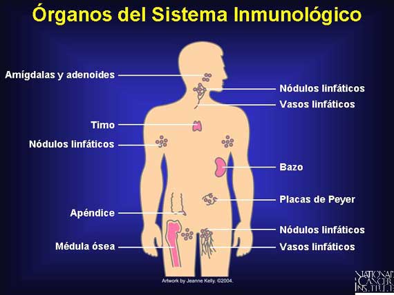 Órganos del Sistema Inmunológico