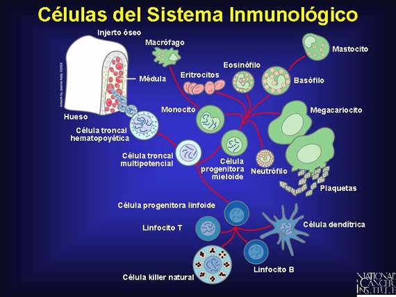 Células del Sistema Inmunológico