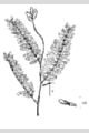 View a larger version of this image and Profile page for Astragalus canadensis L.